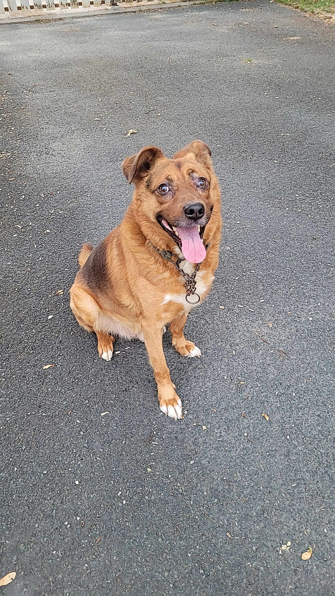 Pacha a rejoint le concours — aidez-le/la à gagner de superbes lots ! dog, sitting, tongue_out, happy, brown_fur, black_fur, collar, outdoor, asphalt, pet, canine, animal, friendly, smiling, ears_up, pavement, cute, domestic_animal, playful, leash