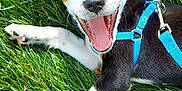 Indiana Jones joined the competition — help win amazing prizes! animal, blue_harness, canine, closeup, daylight, dog, ears, fur, grass, happy, lying_down, nature, open_mouth, outdoor, pet, playful, puppy, summer, tongue, young_dog
