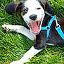 animal, blue_harness, canine, closeup, daylight, dog, ears, fur, grass, happy, lying_down, nature, open_mouth, outdoor, pet, playful, puppy, summer, tongue, young_dog