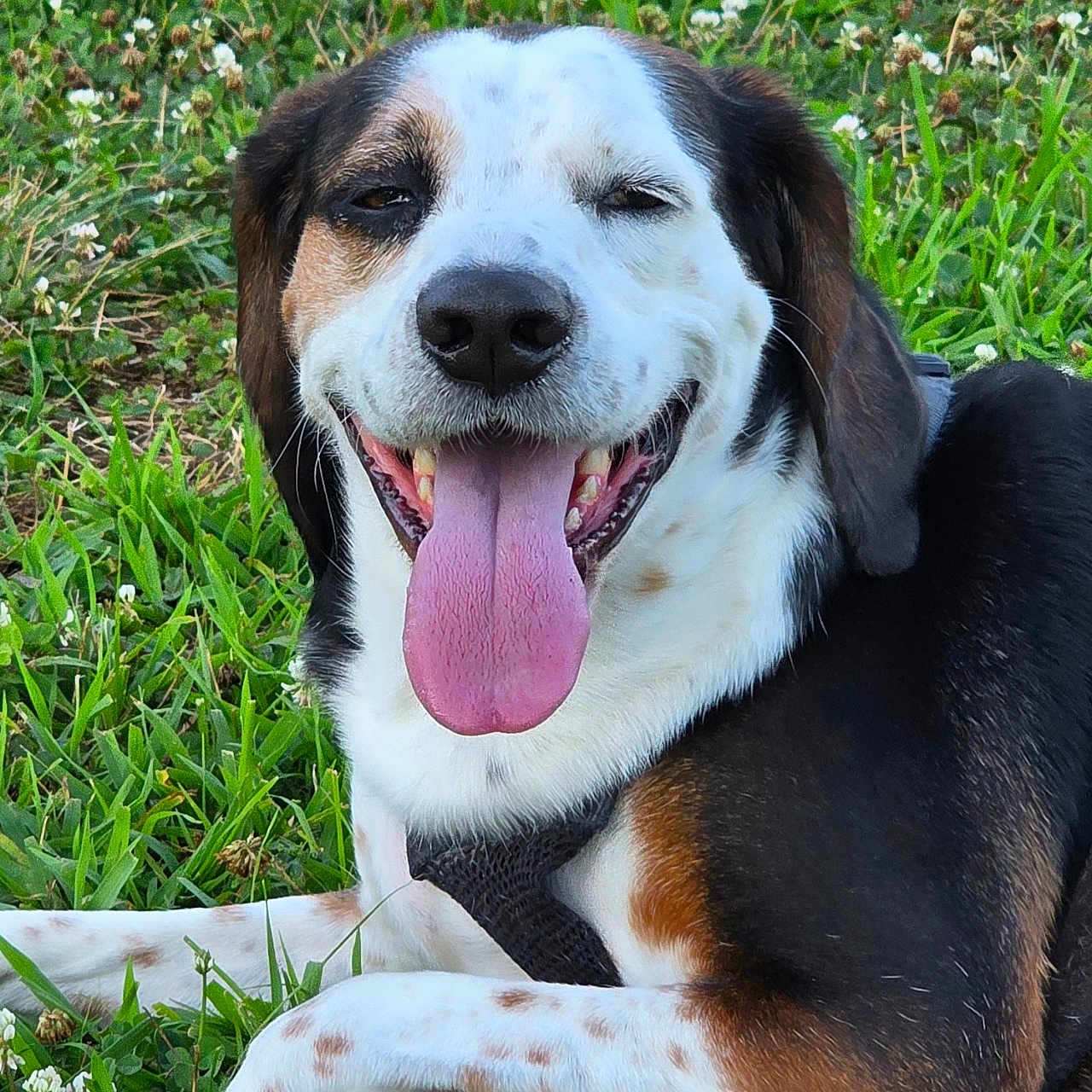 Indiana Jones joined the competition — help win amazing prizes! animal, black, brown, canine, closeup, clover, dog, ears, fur, grass, happy, laying_down, muzzle, nature, outdoor, pet, smiling, sunlight, tongue_out, white_spots