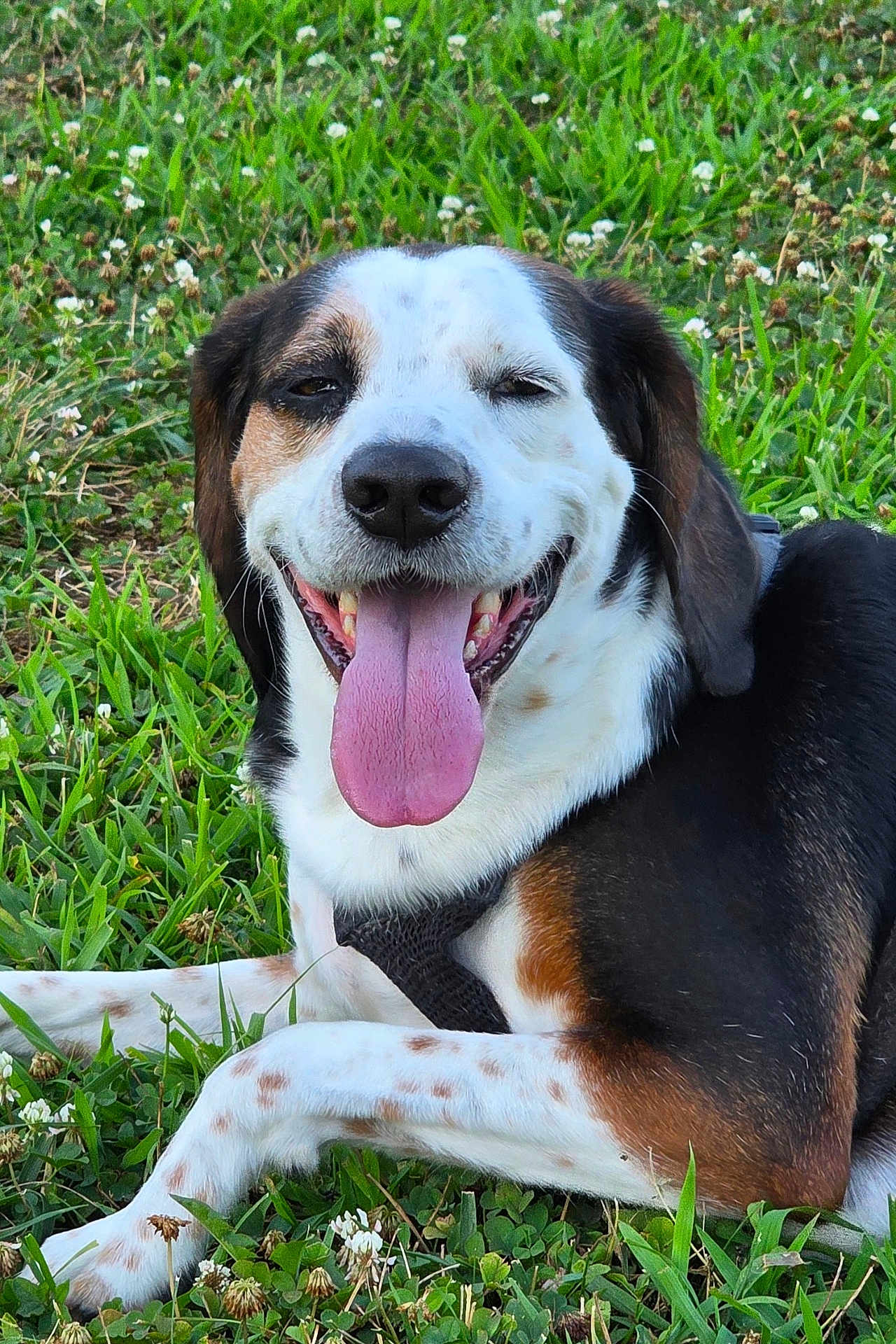 Indiana Jones joined the competition — help win amazing prizes! animal, black, brown, canine, closeup, clover, dog, ears, fur, grass, happy, laying_down, muzzle, nature, outdoor, pet, smiling, sunlight, tongue_out, white_spots