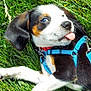 Indiana Jones is registered to the contest to win money with this photo: animal, black_white_brown, blue_harness, cheeky, collar, cute, dog, ears, fur, grass, lying_down, nature, nose, outdoor, pet, playful, puppy, sunlight, tongue_out, young_dog