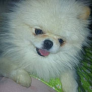 Biscotte participe au concours pour gagner de l'argent avec cette photo : dog, pomeranian, fluffy, white, pet, animal, tongue_out, paw, closeup, indoor, blanket, green, floral_pattern, cute, fur, smiling, resting, soft_surface, dark_background, companion