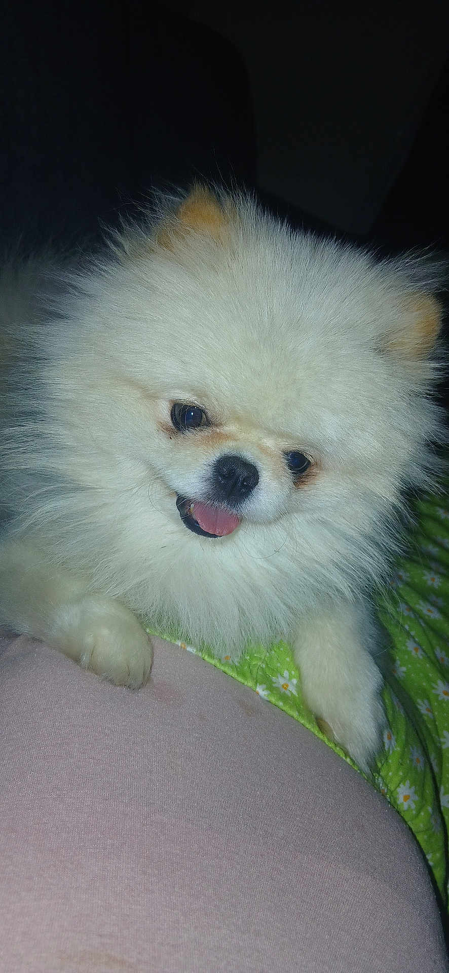 Biscotte participe au concours pour gagner de l'argent avec cette photo : dog, pomeranian, fluffy, white, pet, animal, tongue_out, paw, closeup, indoor, blanket, green, floral_pattern, cute, fur, smiling, resting, soft_surface, dark_background, companion
