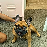 Macho joined the competition — help win amazing prizes! dog, french_bulldog, pet, indoor, carpet, smiling, gold_chain, brown_dog, canine, animal, cute, happy, paw, ears, face, floor, furniture, human_arm, home, resting