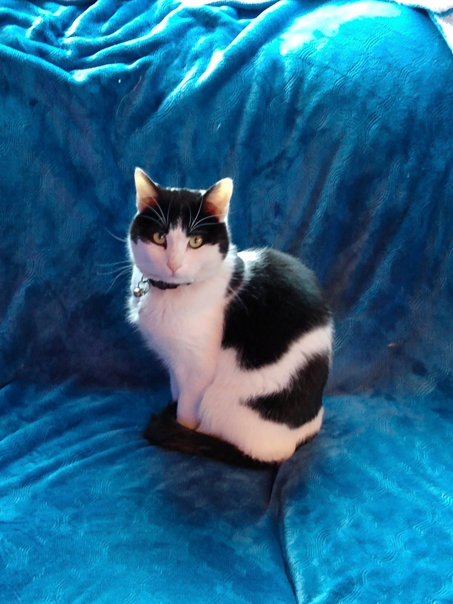 Pretty Boy is registered to the contest to win money with this photo: aegean_cat, american_wirehair, carnivore, cat, domestic_short_haired_cat, felidae, fur, kitten, small_to_medium_sized_cats, tail, whiskers