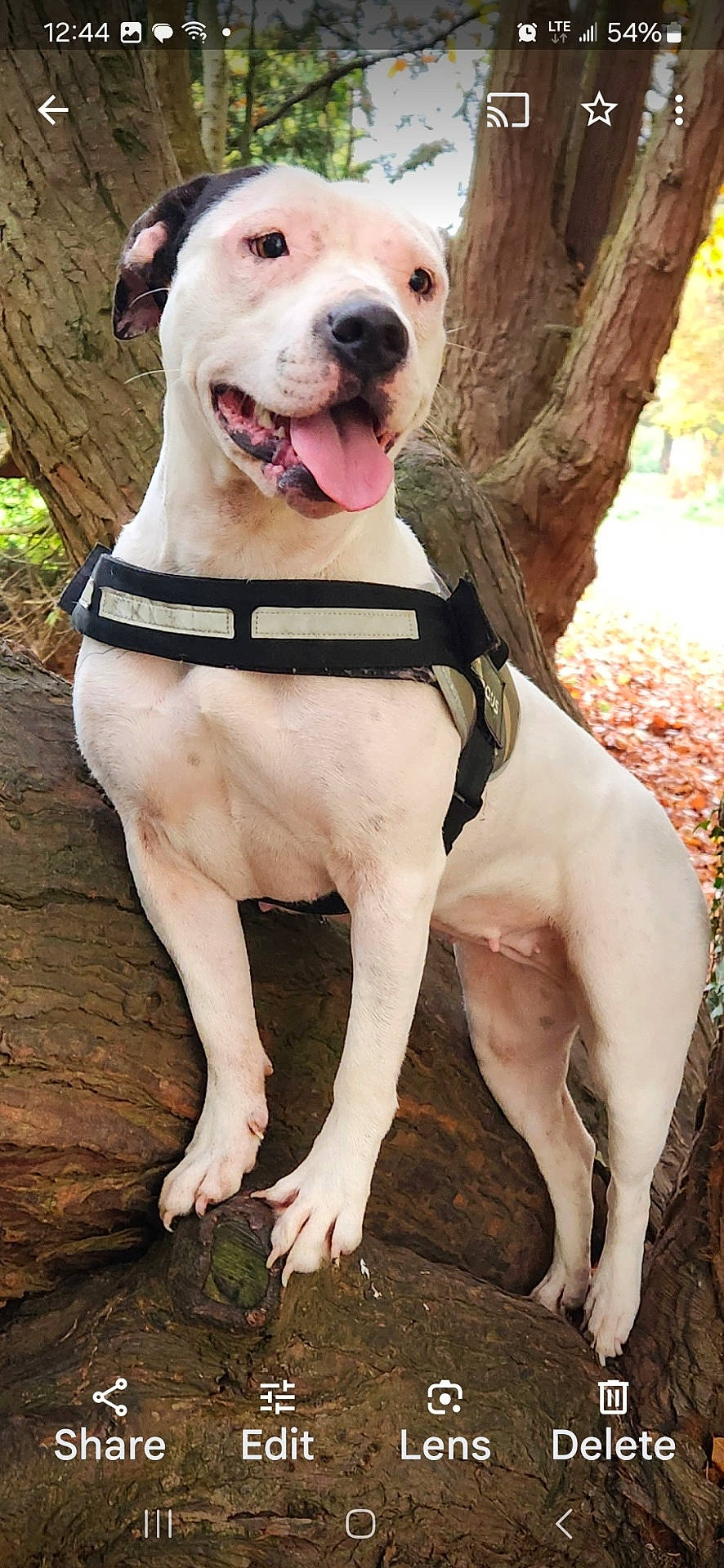 Tilly is registered to the contest to win money with this photo: accessories, animal, belt, boxer, bulldog, canine, clothing, dog, harness, hound, lifejacket, outdoors, pet, pitbull, plant, puppy, strap, tree, vegetation, vest