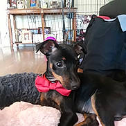 King is registered to the contest to win money with this photo: animal, black_blanket, black_dog, bow_tie, cozy, cute, dog, domestic, floor, furniture, home, indoors, pet, pet_bed, photo_frames, pink_blanket, puppy, resting, tan_markings, young_dog