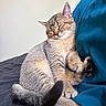 Soos is registered to the contest to win money with this photo: cat, sleeping, tabby, fur, pet, cozy, pillow, indoor, resting, cute, animal, feline, whiskers, ears, tail, soft, relaxed, closeup, comfort, peaceful