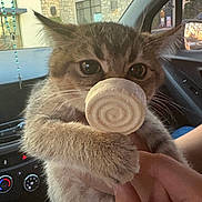 Soos is registered to the contest to win money with this photo: kitten, cat, pet, indoor, car_interior, window, hand, toy, treat, fur, whiskers, ears, eyes, dashboard, rearview_mirror, seat, person, holding, closeup, cute