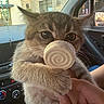 kitten, cat, pet, indoor, car_interior, window, hand, toy, treat, fur, whiskers, ears, eyes, dashboard, rearview_mirror, seat, person, holding, closeup, cute