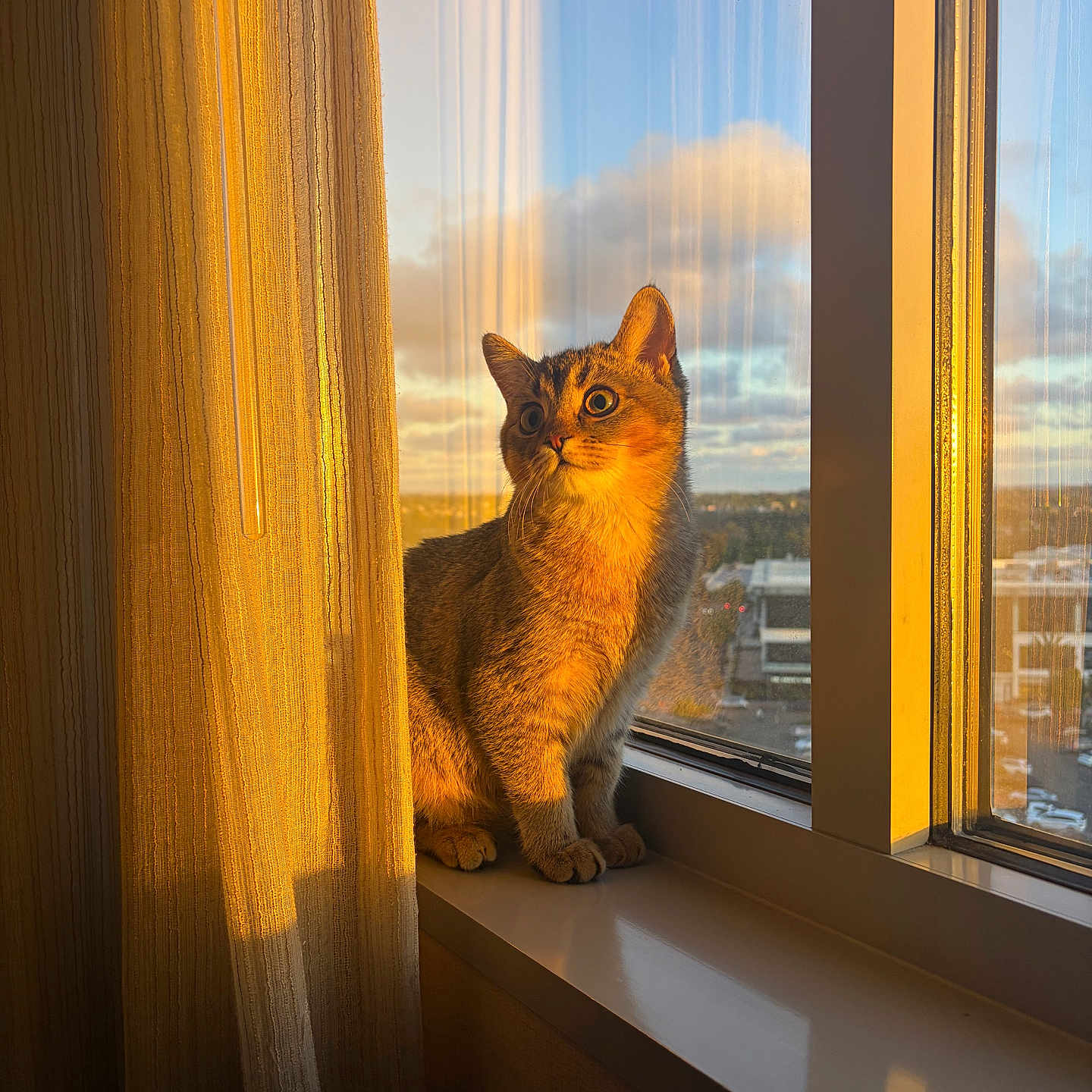 Soos is registered to the contest to win money with this photo: cat, window, curtain, sunlight, indoor, animal, pet, sill, golden_hour, shadow, sky, cloud, building, reflection, orange_light, feline, domestic_cat, daylight, looking, warm_tone