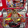cat, tabby_cat, shopping_cart, store, retail, aisle, shelves, bags, colorful, pet, animal, curious, looking, indoor, metal, handle, floor, shopping, merchandise, feline