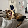 cat, tabby_cat, yawning, pet, indoor, bedroom, blanket, gray, door, clothes, wall_art, mirror, furniture, cozy, resting, animal, fur, paw, cute, relaxed