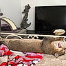 Soos joined the competition — help win amazing prizes! cat, bed, blanket, stretching, yawning, television, statue, home_interior, furniture, scratching_post, cozy, relaxing, pet, indoor, feline, sleepy, decor, resting, mammal, comfort
