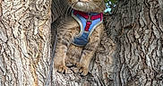 Soos joined the competition — help win amazing prizes! cat, tree, harness, animal, outdoor, nature, fur, eyes, pet, leaves, bark, climbing, curious, closeup, wildlife, mammal, young, whiskers, alert, branch