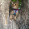cat, tree, harness, animal, outdoor, nature, fur, eyes, pet, leaves, bark, climbing, curious, closeup, wildlife, mammal, young, whiskers, alert, branch