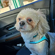 Flocky a rejoint le concours — aidez-le/la à gagner de superbes lots ! dog, small_dog, fluffy, car_interior, car_seat, blue_harness, pet, animal, window, daylight, outdoor_view, transportation, cute, sitting, fur, domestic_animal, portrait, companion, travel, canine