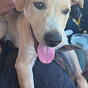 Ace is registered to the contest to win money with this photo: dog, puppy, tan_fur, floppy_ears, tongue, panting, black_nose, brown_eyes, collar, pet, animal, close_up, portrait, car, vehicle_interior, seated, happy, cute, daylight, photography