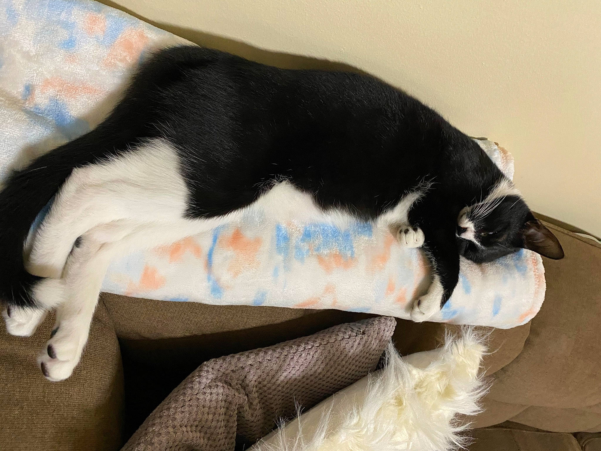 Flash joined the competition — help win amazing prizes! canidae, carnivore, comfort, companion_dog, dog, dog_breed, felidae, fur, linens, mammal, nap, paw, small_to_medium_sized_cats, snout, sporting_group, tail, terrestrial_animal, vertebrate, whiskers, working_animal