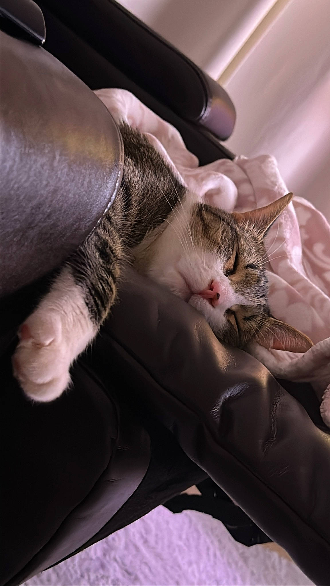 Flash joined the competition — help win amazing prizes! carnivore, cat, comfort, ear, eyelash, felidae, fur, gesture, hand, human_leg, lap, mammal, nail, paw, small_to_medium_sized_cats, snout, thumb, vertebrate, whiskers, wrist