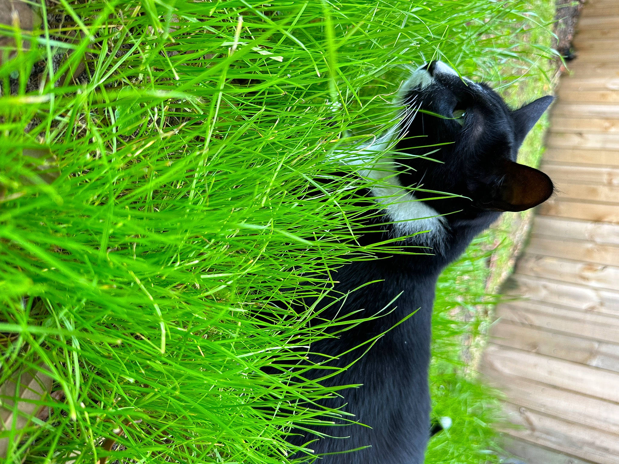 Flash joined the competition — help win amazing prizes! aquatic_plant, black_cat, carnivore, cat, domestic_short_haired_cat, felidae, fur, grass, herb, people_in_nature, plant, small_to_medium_sized_cats, snout, tail, terrestrial_animal, terrestrial_plant, tree, trunk, whiskers, wildlife