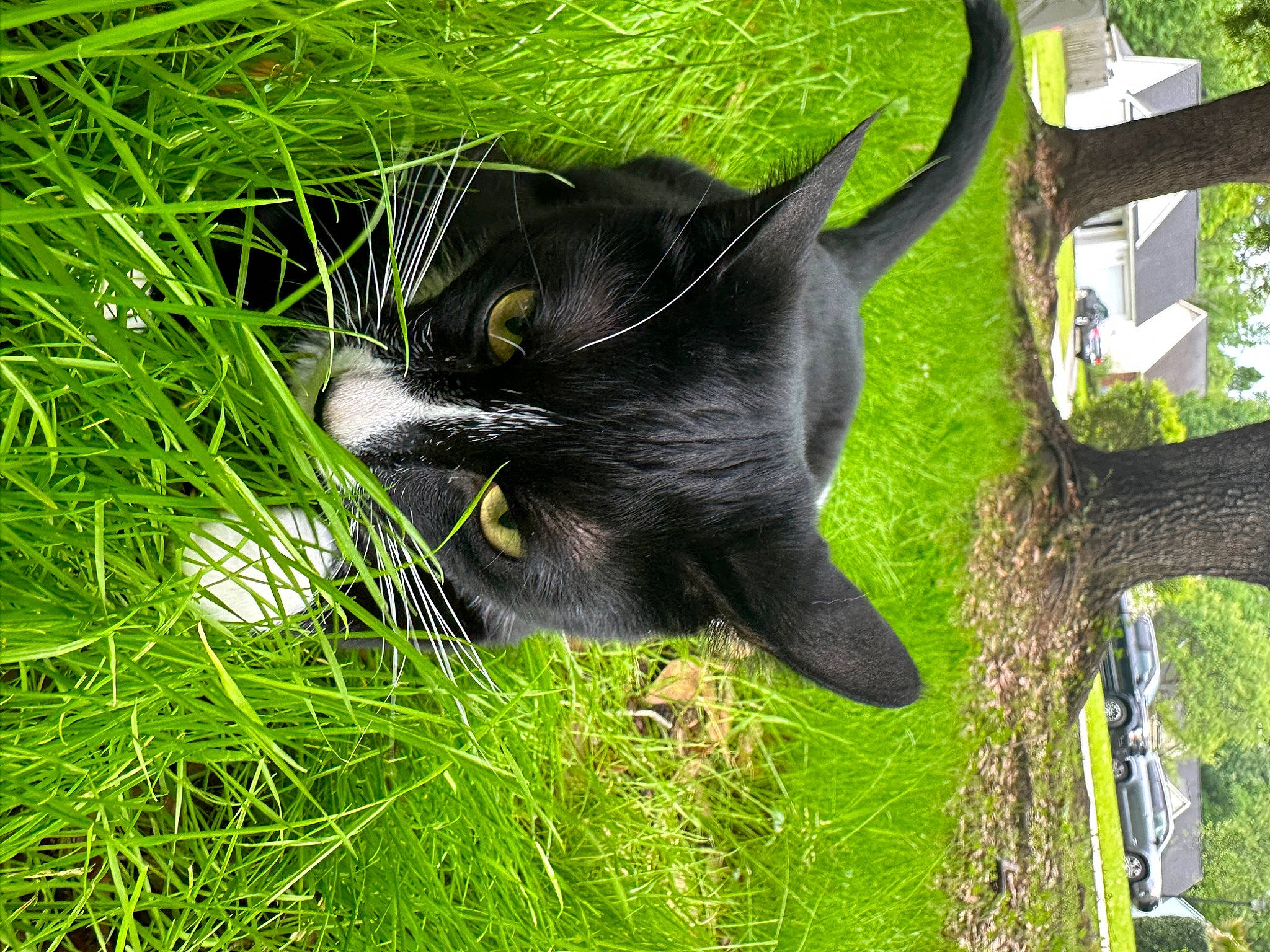 Flash joined the competition — help win amazing prizes! black_cat, carnivore, cat, dog_breed, domestic_short_haired_cat, felidae, fur, grass, grassland, groundcover, pasture, plant, small_to_medium_sized_cats, snout, sporting_group, tail, terrestrial_animal, tree, trunk, whiskers