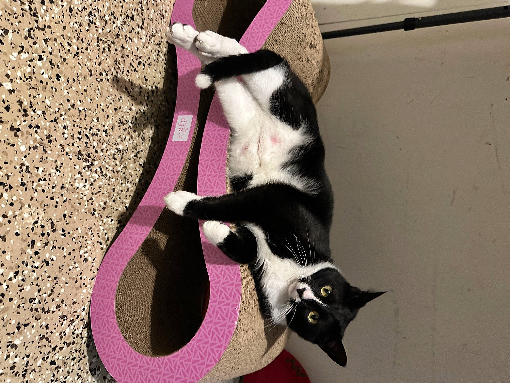 Flash is registered to the contest to win money with this photo: canidae, carnivore, cat, cat_supply, collar, companion_dog, dog_breed, domestic_short_haired_cat, fang, felidae, formal_wear, fur, magenta, pet_supply, shadow, small_to_medium_sized_cats, snout, tail, whiskers