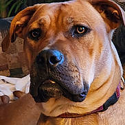 Chloe joined the competition — help win amazing prizes! dog, pet, close_up, portrait, indoor, brown_coat, collar, canine, face, ears, animal, furniture, couch, blanket, relaxed, domestic, mammal, looking_at_camera, whiskers, snout