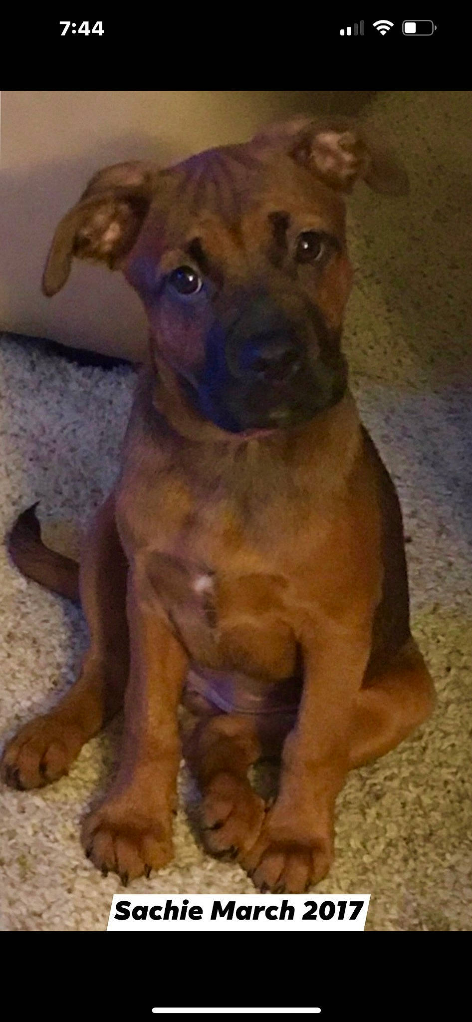 Sachie is registered to the contest to win money with this photo: ancient_dog_breeds, carnivore, companion_dog, dog, dog_breed, dog_collar, fawn, guard_dog, liver, molosser, non_sporting_group, snout, sporting_group, whiskers, working_animal, working_dog