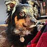 Emi is registered to the contest to win money with this photo: dog, pet, indoor, blanket, fur, brown, black, animal, face, ears, collar, tag, couch, relaxed, portrait, home, kitchen, lighting, closeup, cozy