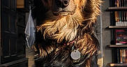 Emi is registered to the contest to win money with this photo: dog, pet, indoor, portrait, fur, collar, tag, brown, black, purple_blanket, sunlight, shadow, bookshelf, wooden_cabinet, room, furniture, animal, sitting, alert, domestic