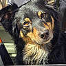 Emi is registered to the contest to win money with this photo: dog, car, window, black_fur, tan_fur, ears, nose, eyes, sunlight, pet, animal, portrait, close_up, curious, fluffy, outdoor, vehicle, seat, head_tilt, muzzle