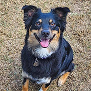 Emi is registered to the contest to win money with this photo: dog, canine, pet, animal, black_fur, tan_fur, happy, smiling, tongue_out, sitting, grass, outdoor, collar, tag, ears_up, fur, cute, friendly, alert, nature