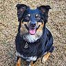alert, animal, black_fur, canine, collar, cute, dog, ears_up, friendly, fur, grass, happy, nature, outdoor, pet, sitting, smiling, tag, tan_fur, tongue_out