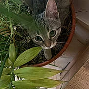 Pita participe au concours pour gagner de l'argent avec cette photo : cat, tabby, plant, pot, indoor, greenery, curious, pet, leaf, animal, feline, whiskers, closeup, nature, houseplant, cute, eyes, floor, wood, tile