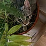 cat, tabby, plant, pot, indoor, greenery, curious, pet, leaf, animal, feline, whiskers, closeup, nature, houseplant, cute, eyes, floor, wood, tile
