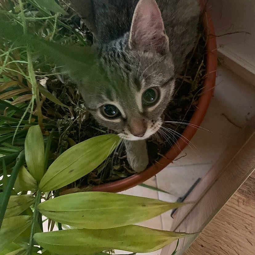Pita participe au concours pour gagner de l'argent avec cette photo : animal, cat, closeup, curious, cute, eyes, feline, floor, greenery, houseplant, indoor, leaf, nature, pet, plant, pot, tabby, tile, whiskers, wood