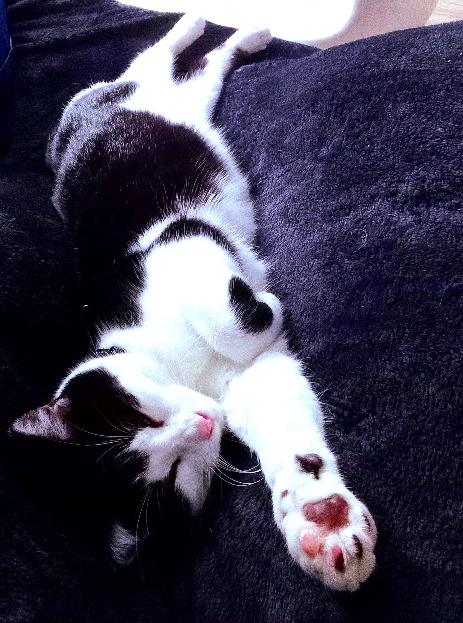 Titi a rejoint le concours — aidez-le/la à gagner de superbes lots ! carmine, carnivore, cat, claw, comfort, domestic_short_haired_cat, felidae, fur, linens, mammal, nap, paw, small_to_medium_sized_cats, snout, tail, textile, vertebrate, whiskers