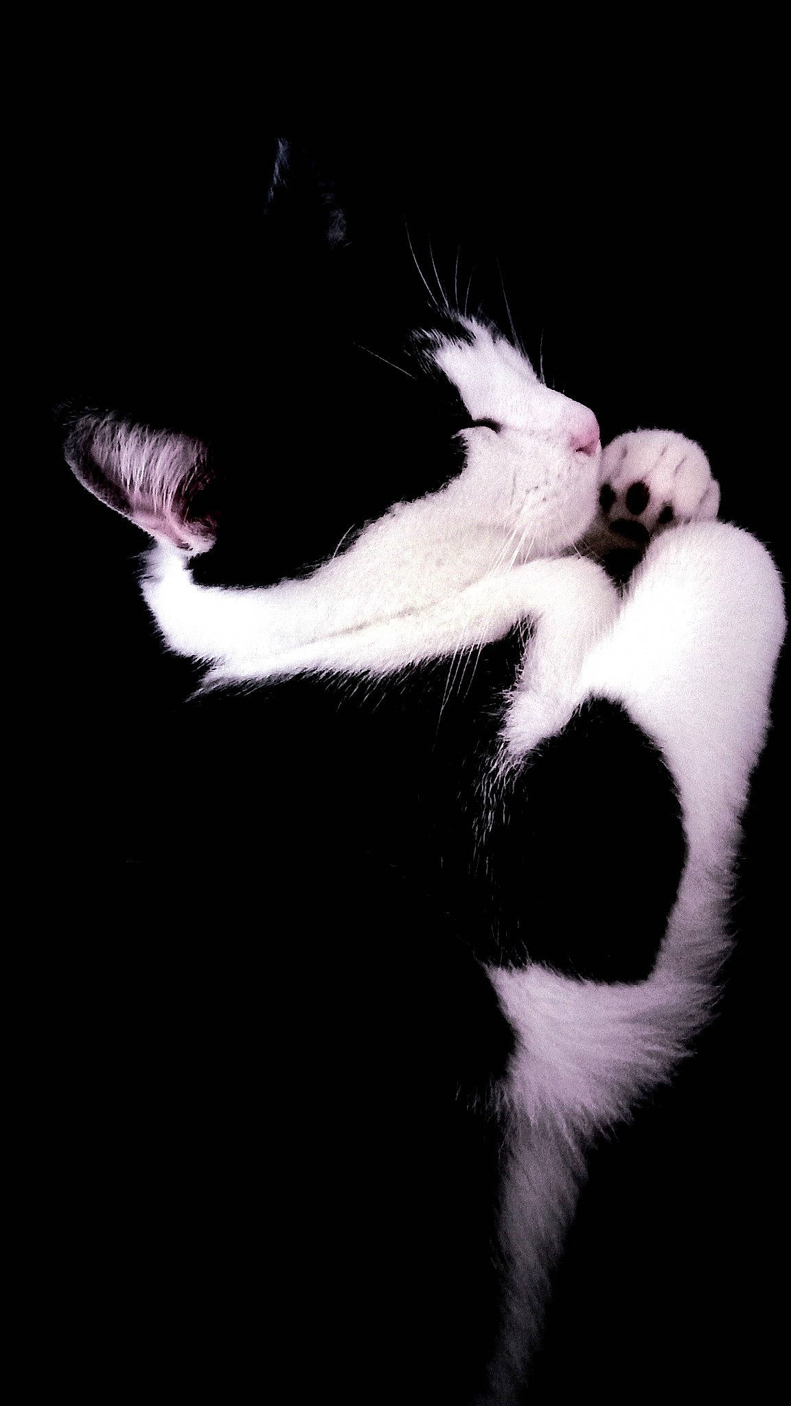 Titi a rejoint le concours — aidez-le/la à gagner de superbes lots ! carnivore, cat, darkness, domestic_short_haired_cat, felidae, fur, monochrome_photography, paw, small_to_medium_sized_cats, snout, tail, whiskers