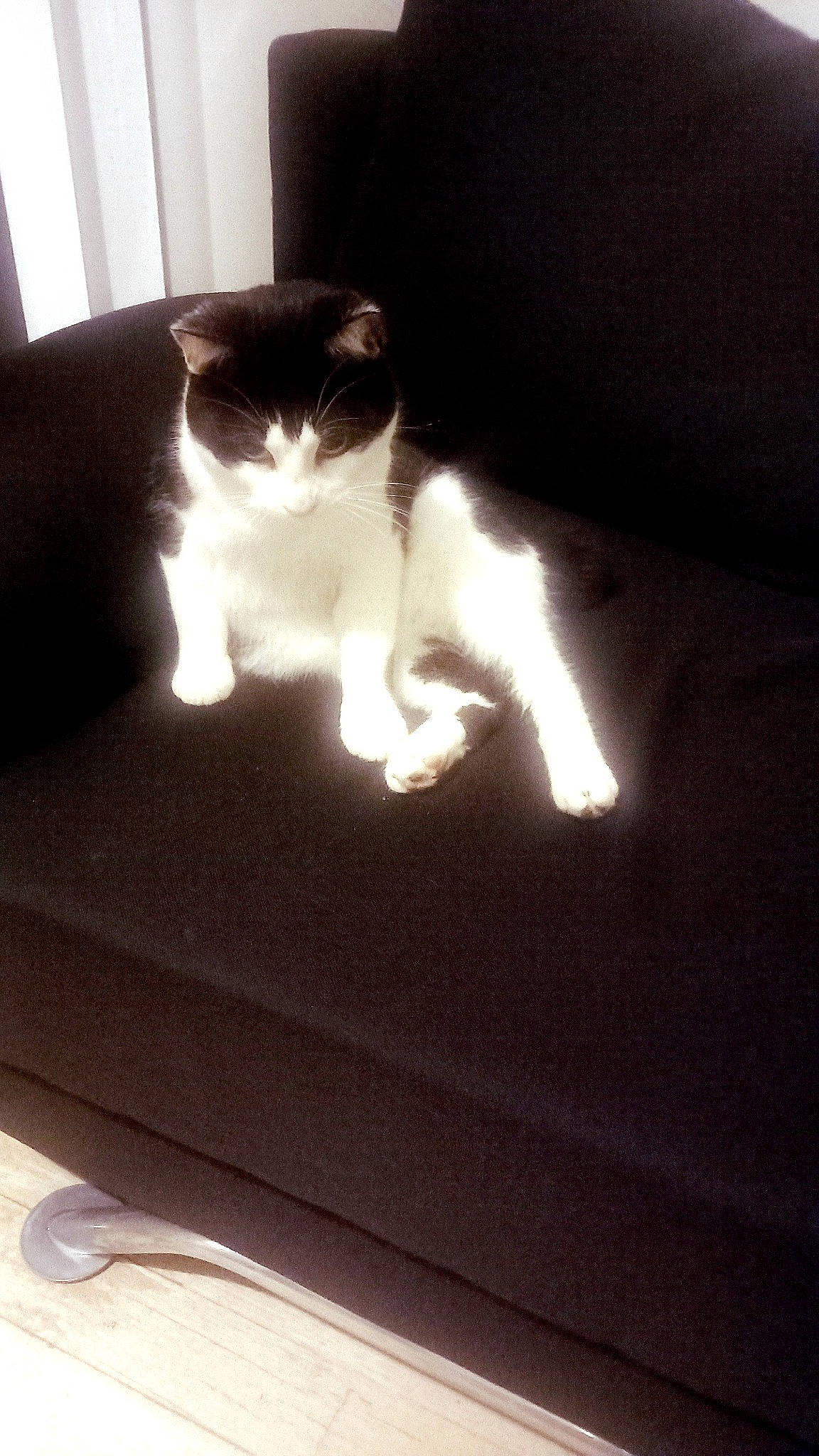 Titi a rejoint le concours — aidez-le/la à gagner de superbes lots ! carnivore, cat, comfort, companion_dog, darkness, domestic_short_haired_cat, felidae, flooring, fur, hardwood, heat, human_leg, linens, paw, room, sitting, small_to_medium_sized_cats, tail, whiskers, wood