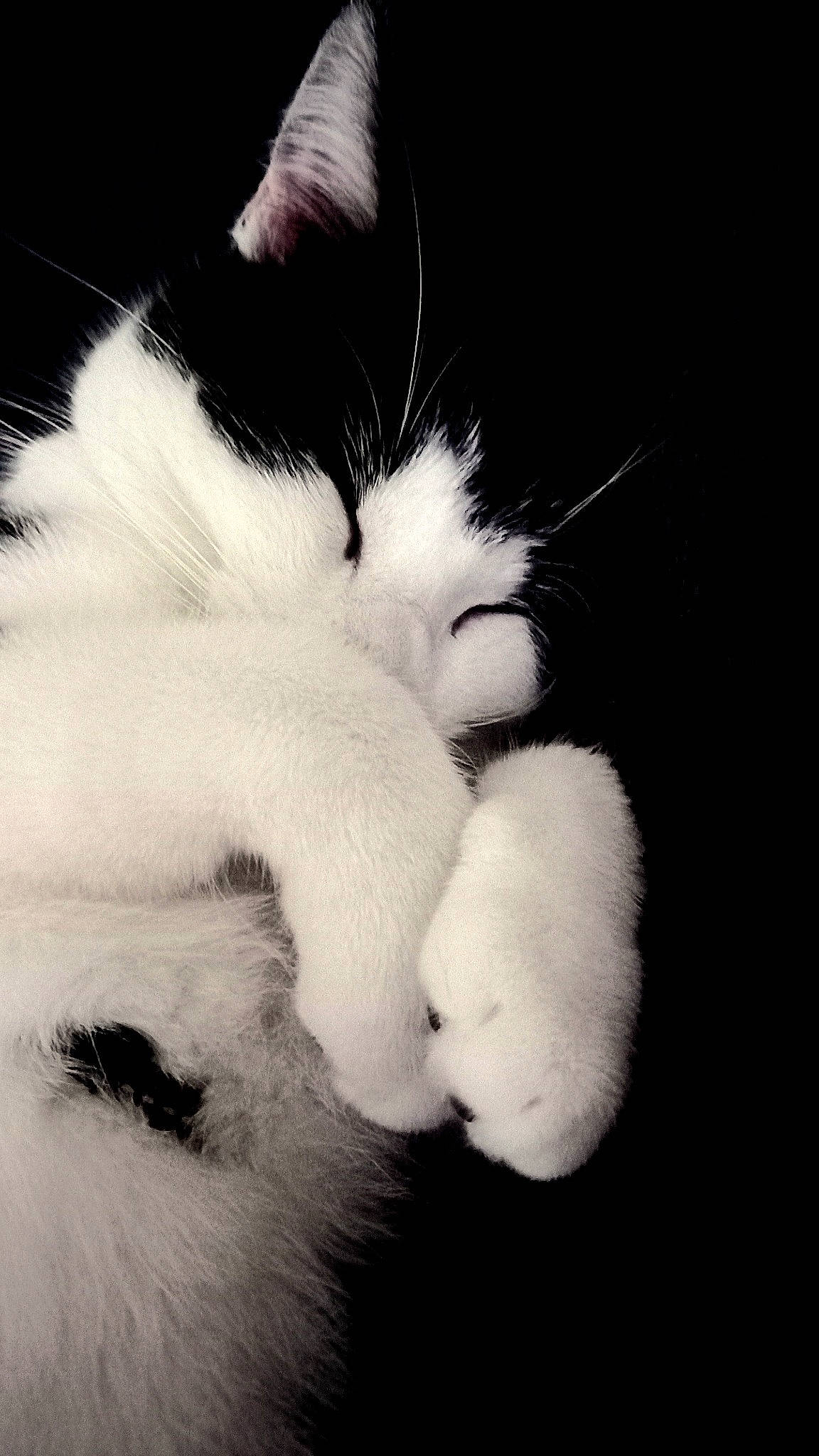 Titi participe au concours pour gagner de l'argent avec cette photo : carnivore, cat, claw, cloud, cumulus, darkness, domestic_short_haired_cat, felidae, foot, fur, gesture, monochrome, monochrome_photography, paw, plant, sky, small_to_medium_sized_cats, snout, tail, whiskers