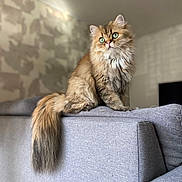 Ulysse a rejoint le concours — aidez-le/la à gagner de superbes lots ! cat, fluffy, green_eyes, sitting, couch, indoor, furniture, tail, pets, portrait, domestic_animal, living_room, cute, feline, long_hair, relaxed, animal, soft, home, curious
