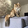 cat, fluffy, green_eyes, sitting, couch, indoor, furniture, tail, pets, portrait, domestic_animal, living_room, cute, feline, long_hair, relaxed, animal, soft, home, curious
