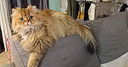 Ulysse a rejoint le concours — aidez-le/la à gagner de superbes lots ! cat, fluffy, golden, couch, indoor, pet, furniture, curtains, ironing_board, clothes, drying_rack, tail, wide_eyes, living_room, relaxed, looking, cozy, home, fur, domestic
