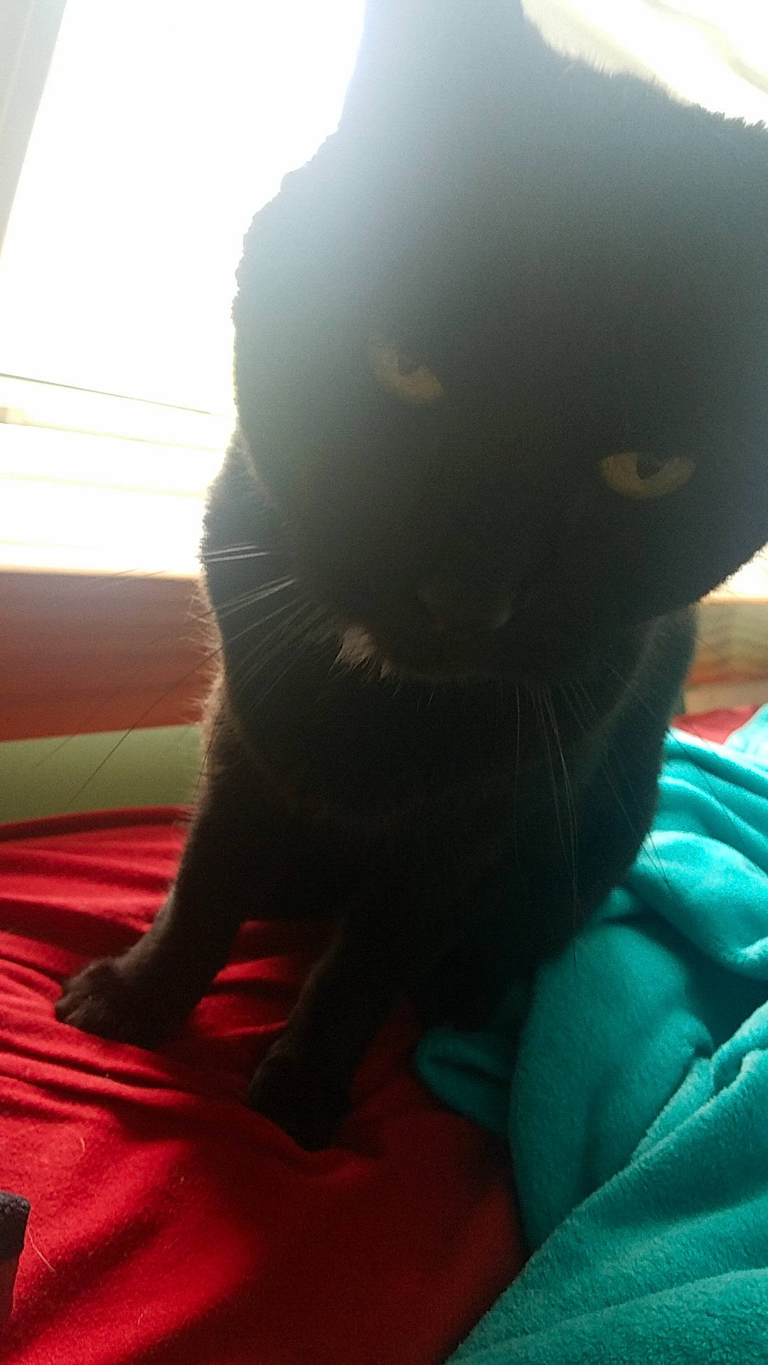 Brielle is registered to the contest to win money with this photo: black, black_cat, black_hair, carnivore, cat, felidae, games, leg, mouth, nose, skin, small_to_medium_sized_cats, whiskers