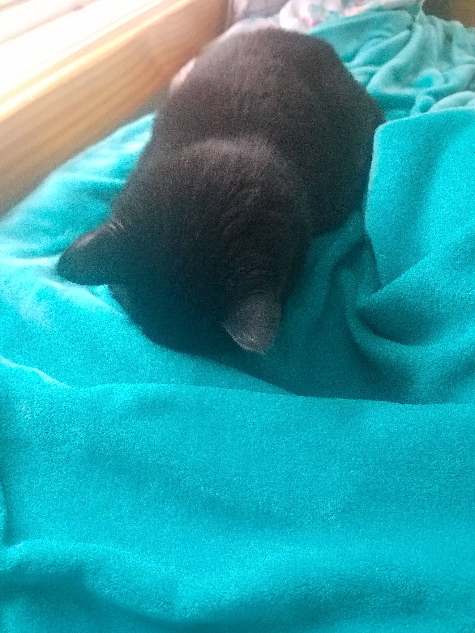 Brielle is registered to the contest to win money with this photo: baby, black_cat, canidae, cat, child, companion_dog, ear, felidae, nap, puppy, sleep, small_to_medium_sized_cats