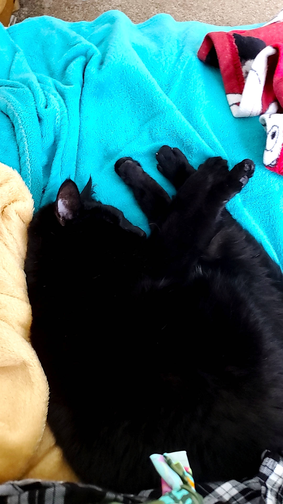 Brielle is registered to the contest to win money with this photo: black, black_cat, cat, claw, felidae, finger, fur, glove, hand, small_to_medium_sized_cats, sporting_group