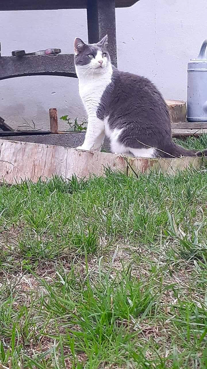 Shoopy participe au concours pour gagner de l'argent avec cette photo : carnivore, cat, domestic_short_haired_cat, felidae, fur, garden, gas, grass, groundcover, plant, road_surface, shadow, sitting, small_to_medium_sized_cats, soil, tail, terrestrial_animal, tree, whiskers, yard