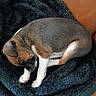 Derby is registered to the contest to win money with this photo: puppy, dog, sleeping, blanket, cozy, brown, white, fur, pet, rest, curled_up, indoor, leather, texture, cute, small, animal, nap, relaxation, warm